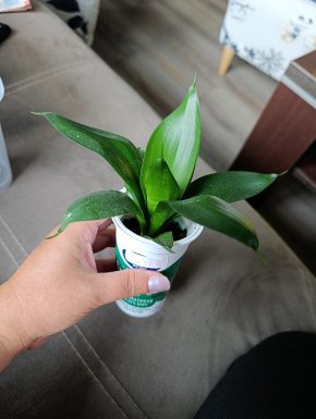 Sansevieria Black Dragon