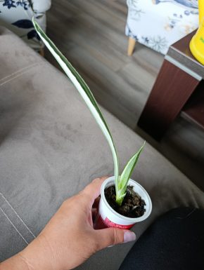 Sansevieria Metallica Silver Siam