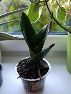 Sansevieria Loop's Pride