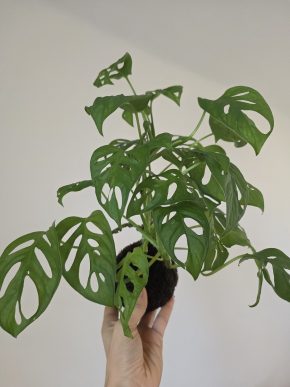 Kokedama