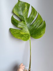 8735.jpg