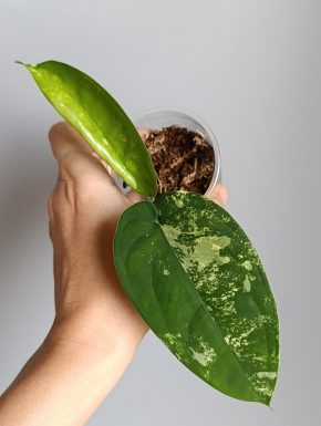 Syngonium chiapense variegatum