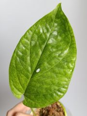 8770.jpg