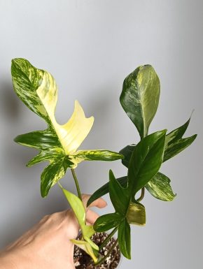 Philodendron Florida Beauty
