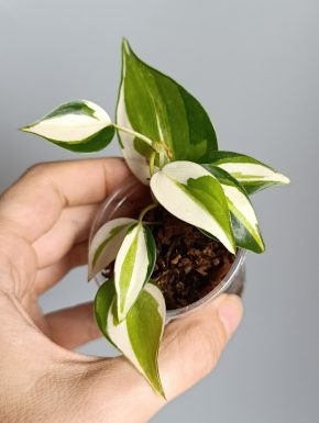 Philodendron Cream Splash