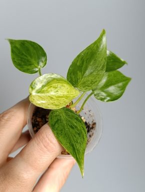 Philodendron hederaceum variegata