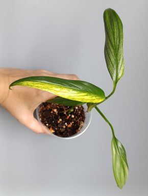 Epipremnum amplissimum Silver variegatum