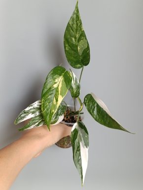 Epipremnum pinnatum Albo variegatum