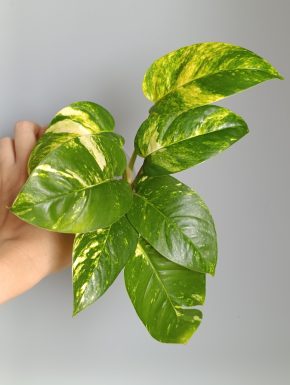 Epipremnum pinnatum Aurea variegatum