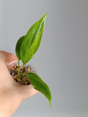 Epipremnum giganteum Neon variegatum
