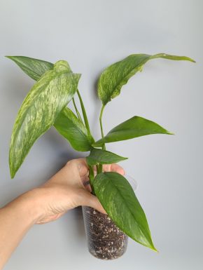 Epipremnum giganteum Silver Marble variegatum