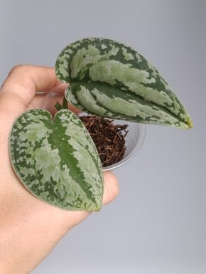 Scindapsus Silver Tricolor