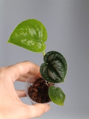 Scindapsus Black Knight