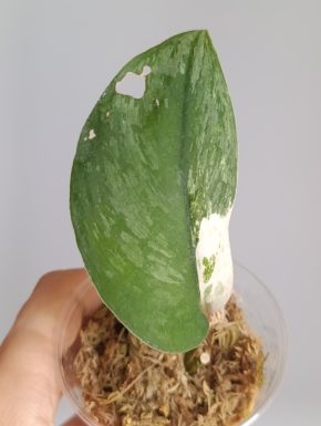 Scindapsus Raven mutation