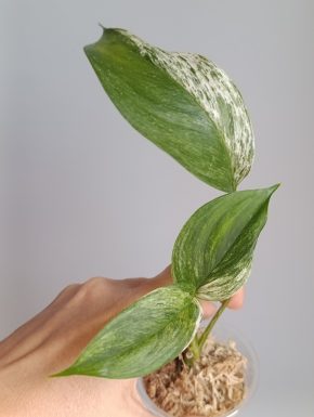 Scindapsus hederaceus Marble variegatus