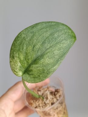 Scindapsus Jade satin Marble variegatus