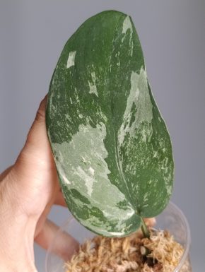 Scindapsus Gelembung