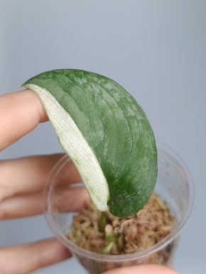 Scindapsus Silver Cloud Albo variegatus