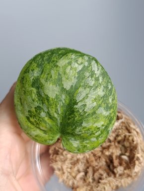 Scindapsus Noid