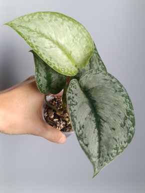 Scindapsus Silver Cloud