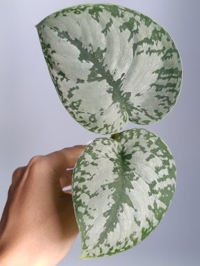 Scindapsus Noid