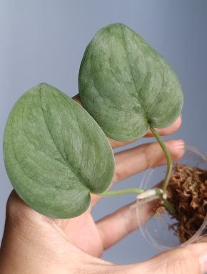 Scindapsus Silver Hero
