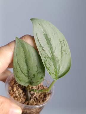 Scindapsus Silver Noid