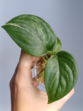 Scindapsus Jade satin Mint variegatus