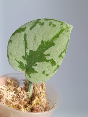 Scindapsus Noid