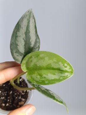 Scindapsus Noid