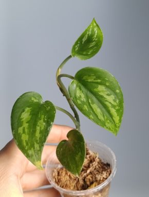 Scindapsus Green Army narrow form