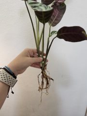 1000058005.jpg