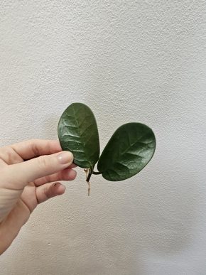 Hoya