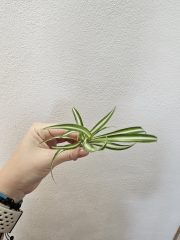 1000058041.jpg