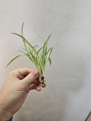 1000058040.jpg