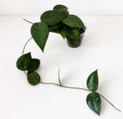 E171B084-8A80-4AEA-9F35-F8B30855DAEC.PNG