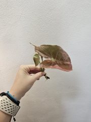 1000058015.jpg