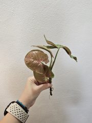 1000058013.jpg
