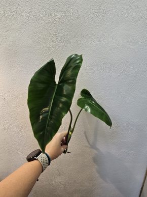 Philodendron burle Marx