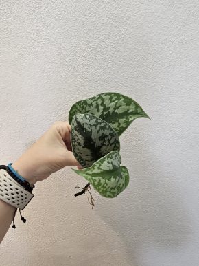 Scindapsus