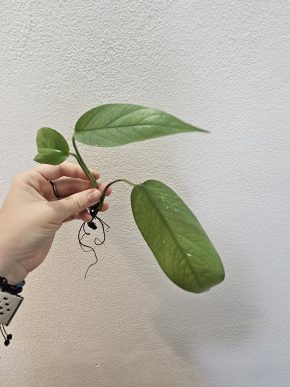 Epipremnum celu blue