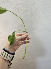 1000058026.jpg
