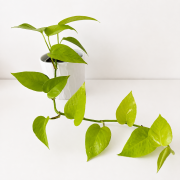 8895EC3E-3D9E-4953-8F0D-F0A19A50FC02.PNG
