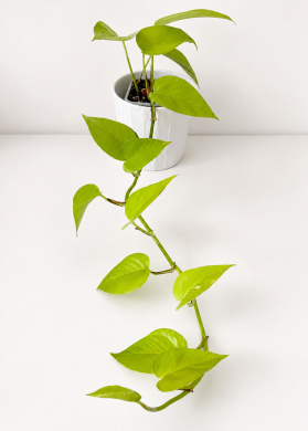 Epipremnum aureum Neon