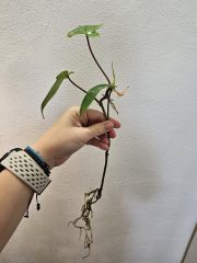 1000058020.jpg