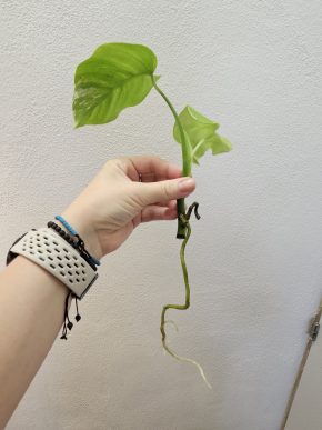 Monstera albo