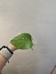 1000057980.jpg