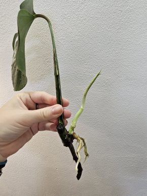 Monstera albo