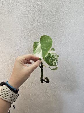 Albo monstera