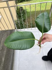 IMG_9181.jpeg